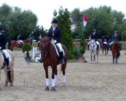 dressage horse Dundee 97 (Oldenburg, 2001, from Bmc Don Cardinale)