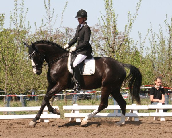 dressage horse Piks Liberty (Westphalian, 2008, from Pik Labionics)