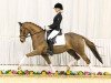 dressage horse Hilkens Scarlet Delight (German Riding Pony, 2009, from FS Champion de Luxe)