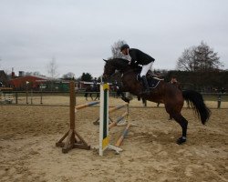 jumper Na Indoca (KWPN (Royal Dutch Sporthorse), 2008, from Namelus R)