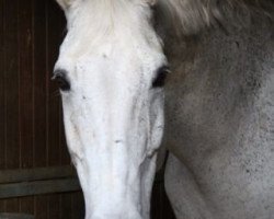 dressage horse Ramanow R (Oldenburg, 1994, from Royal Angelo I)