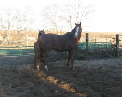 broodmare Ballerina (Oldenburg, 2000, from Curacao I)