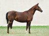 broodmare Gichka 9 (Akhal-Teke, 1992, from Galkan)