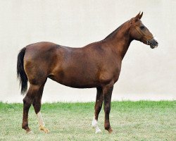 broodmare Gichka 9 (Akhal-Teke, 1992, from Galkan)