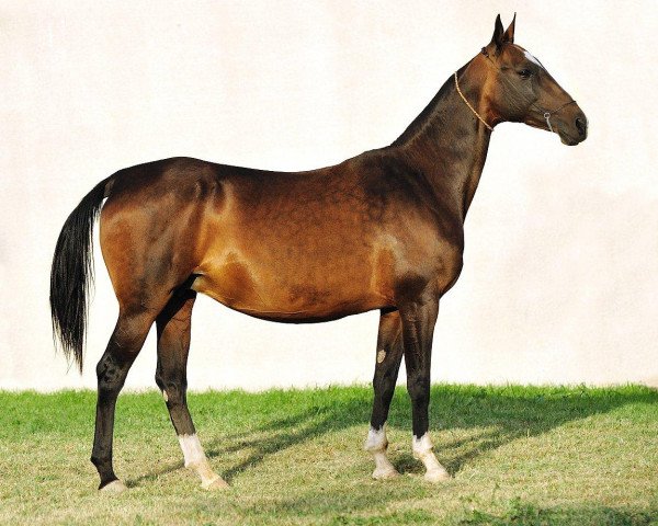 broodmare Gozel (Akhal-Teke, 1997, from Orlan)