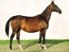 broodmare Gozel (Akhal-Teke, 1997, from Orlan)