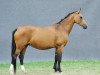 broodmare Gajap (Akhal-Teke, 2005, from Ailazat)