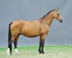 broodmare Gajap (Akhal-Teke, 2005, from Ailazat)