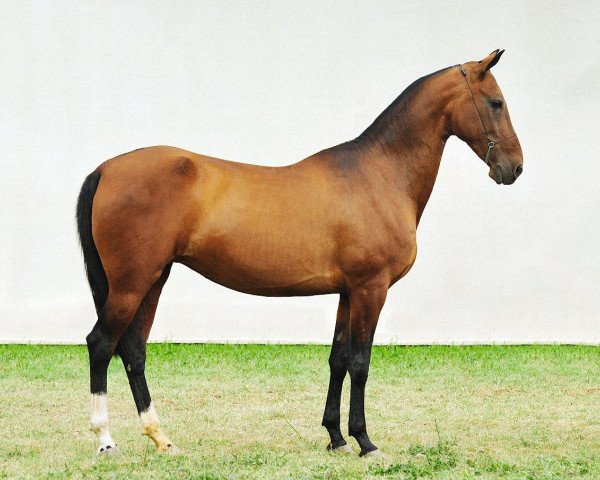 Zuchtstute Bastau (Achal Tekkiner, 2001, von Salyr)