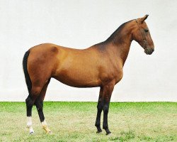 broodmare Bastau (Akhal-Teke, 2001, from Salyr)