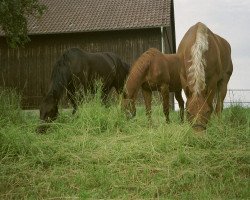 Pferd Tamara (Württemberger, 1979, von Tassilo)