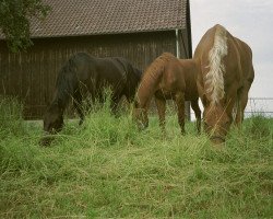 horse Tamara (Württemberger, 1979, from Tassilo)