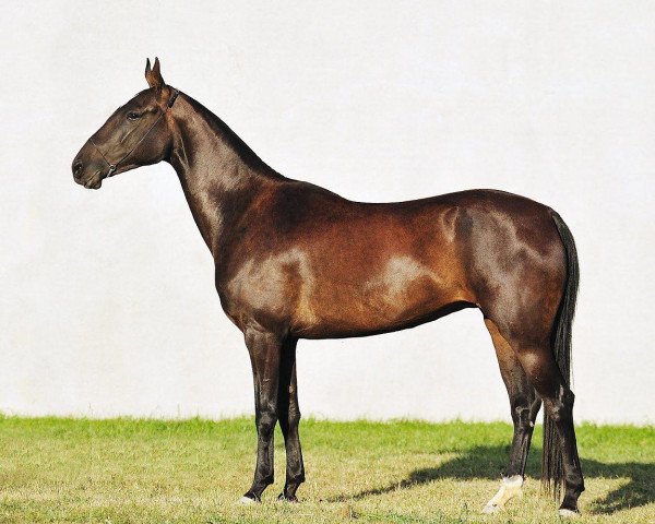 horse Mercedes (Akhal-Teke, 2007, from Salyr)