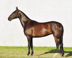 horse Mercedes (Akhal-Teke, 2007, from Salyr)