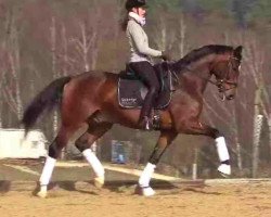 dressage horse Quadriga's Dream of Jackson 2 (Oldenburger, 2008, from Dr. Jackson D)