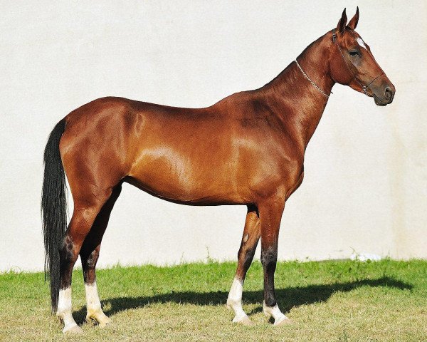 broodmare Gulsum (Akhal-Teke, 2007, from Salyr)