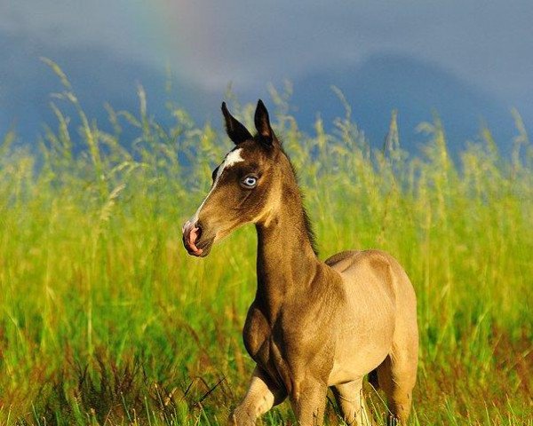 broodmare Gulperi (Akhal-Teke, 1986, from Alvan)