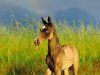 broodmare Gulperi (Akhal-Teke, 1986, from Alvan)