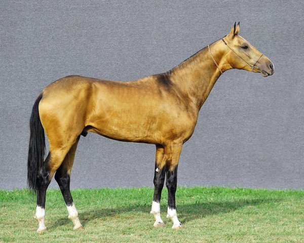 horse Khan-Tengri (Akhal-Teke, 2009, from Tadjmakhal)