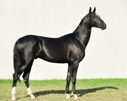 horse Derbes (Akhal-Teke, 2009, from Salyr)