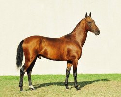 horse Baypan (Akhal-Teke, 2006, from Pirop 13)