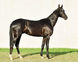 horse Degbir (Akhal-Teke, 2010, from Gasyr)