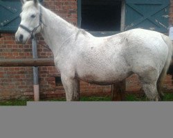 broodmare Virginia (German Riding Pony, 1998, from Viscount)