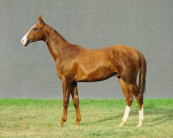 horse Gambit (Akhal-Teke, 2010, from Baitas)