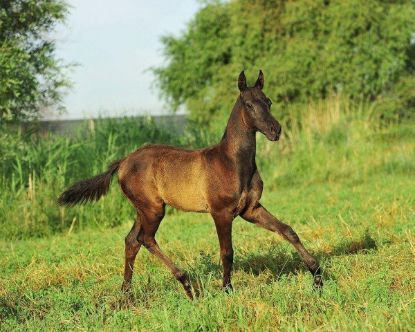 horse Meiram (Akhal-Teke, 2011, from Mersi)