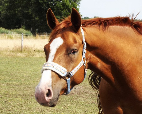 horse Amicelli Assai (Hanoverian, 2007, from Amoroso Assai)