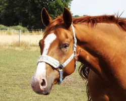 horse Amicelli Assai (Hanoverian, 2007, from Amoroso Assai)