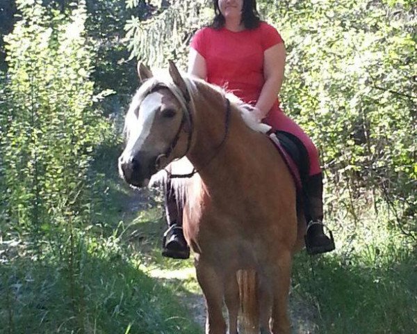 horse Belinda (Haflinger, 2007, from Amethyst)