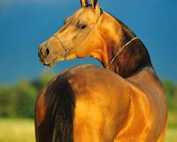 stallion Tadjmakhal (Akhal-Teke, 2001, from Toreli)