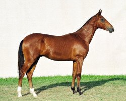 horse Gumyr (Akhal-Teke, 2010, from Tadjmakhal)