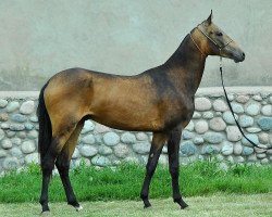 horse Kamshat (Akhal-Teke, 2011, from Tadjmakhal)