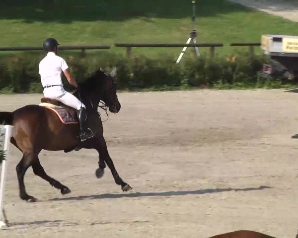 Landeschampionat Baden-Württemberg 06.07.2013
02 Zwei-Phasen-Springprüfung Kl. S**
