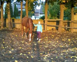 broodmare Lucky Lady (Hanoverian, 1991, from Lanthan)