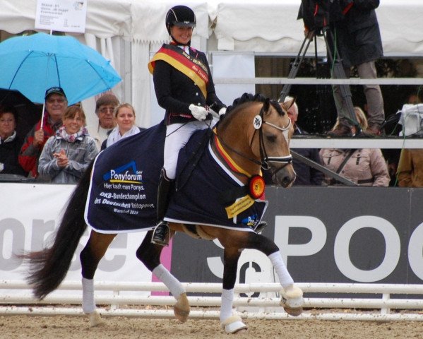 stallion Movie Star (German Riding Pony, 2012, from FS Mr. Right)