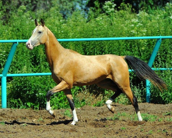 Pferd Khikmet (Achal Tekkiner, 2011, von Pirakhmed)