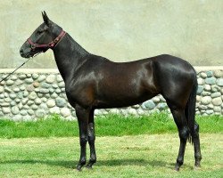 broodmare Khanshaiym (Akhal-Teke, 2010, from Dallas)