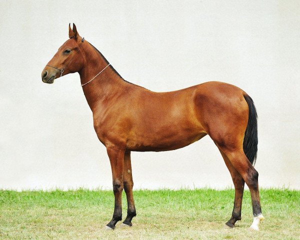 horse Keremet (Akhal-Teke, 2010, from Tadjmakhal)