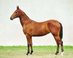 horse Keremet (Akhal-Teke, 2010, from Tadjmakhal)