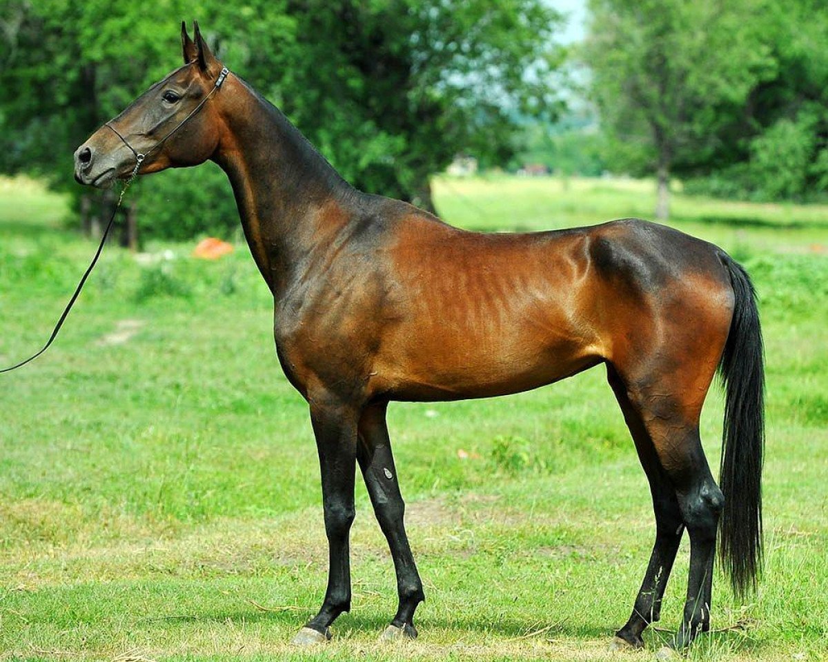 horse Syrlasu (Akhal-Teke, 2010, from Salyr)