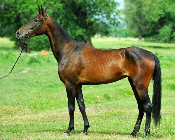 horse Syrlasu (Akhal-Teke, 2010, from Salyr)