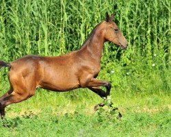 horse Aitys (Akhal-Teke, 2011, from Tadjmakhal)