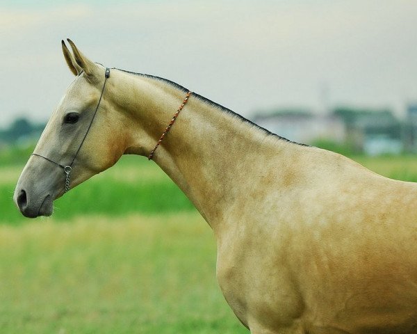 Pferd Gulsanat (Achal Tekkiner, 2011, von Tadjmakhal)