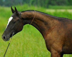 horse Aiganym (Akhal-Teke, 2011, from Gasyr)