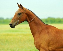 horse Guldariga (Akhal-Teke, 2011, from Gasyr)