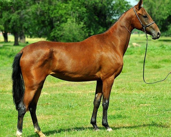 horse Guldje (Akhal-Teke, 2011, from Oraz-Polot)