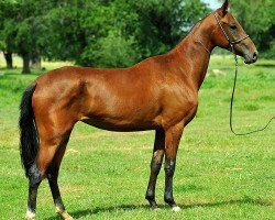 horse Guldje (Akhal-Teke, 2011, from Oraz-Polot)